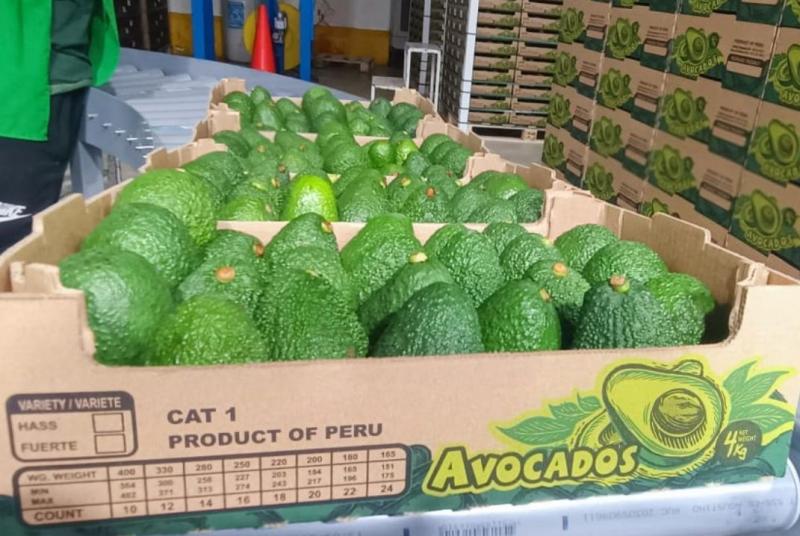 Se está encontrando mucha fruta pequeña y mediana en la actual campaña de palta peruana