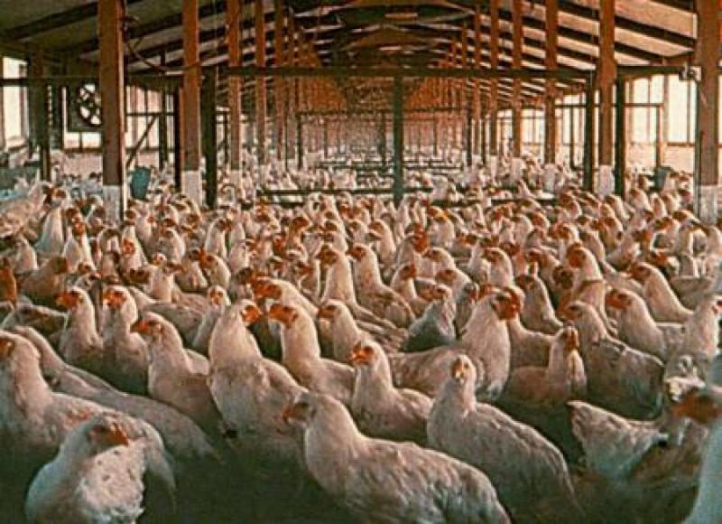 SE INCREMENTA EN 13% LA PRODUCCIÓN DEL POLLO 