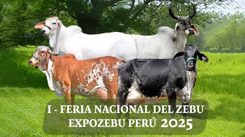 Se viene la I Feria Nacional del Ganado Zebu “Expo Zebu Perú 2025”