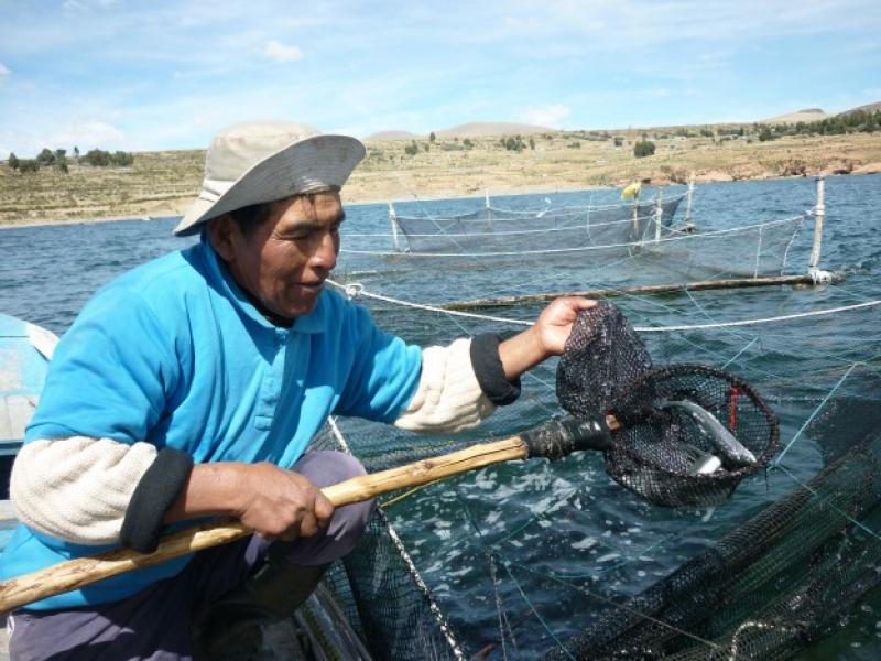 SECTOR ACUÍCOLA TUVO UNA PRODUCCIÓN DE MÁS DE 85 MIL TONELADAS EN EL 2015