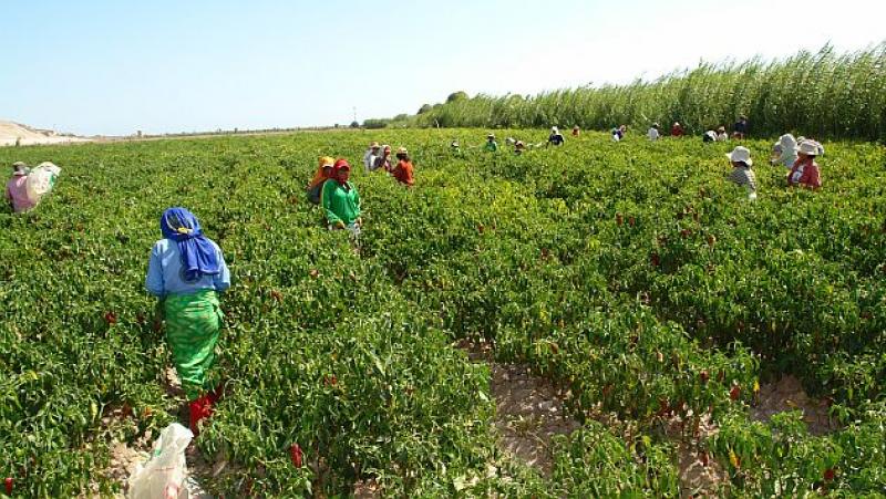 SECTOR AGRARIO CRECIÓ 3.2% ANUAL EN EL ÚLTIMO QUINQUENIO