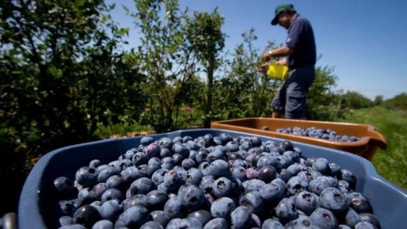 Sector agropecuario creció 2.8% en el período enero-noviembre de 2019