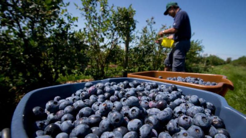Sector agropecuario creció 5.3 % en el primer bimestre del año