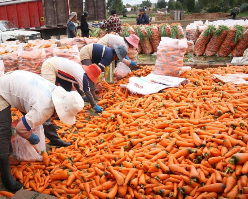 SECTOR AGROPECUARIO HABRÍA CRECIDO 0.2% EN PRIMER SEMESTRE DEL AÑO