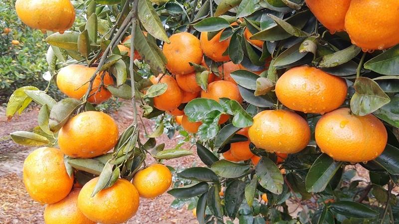 Sector cítricola de Perú tiene que mejorar la calidad de la fruta