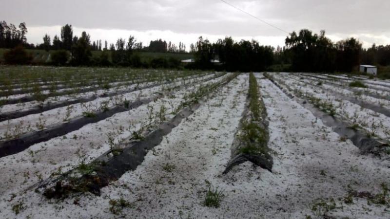 Sector frutícola de Chile estima pérdidas de hasta US$ 150 millones por el granizo