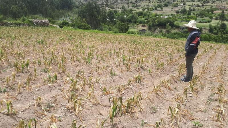 Seguro Agrícola Catastrófico cubrirá las 24 regiones del país