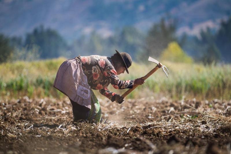 Seguro Agrícola Catastrófico: objetivo en 2024 es aumentar cobertura a 95,000 agricultores