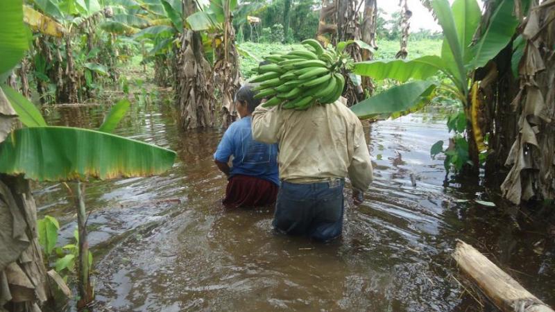 Seguro Agrícola Catastrófico se amplía a 14 regiones incluyendo zonas afectadas por Niño Costero