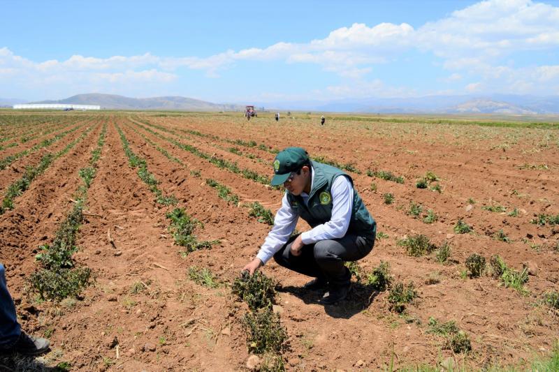 Seguro agrícola comercial mejorado estaría listo en abril