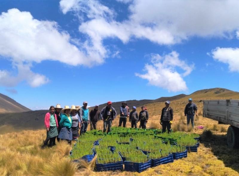 Sembrarán 970 hectáreas de pino y quinual en cuenca Chicama durante campaña forestal 2022/2023