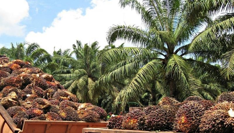 Sembrarían palma aceitera y 5 mil hectáreas de árboles maderables