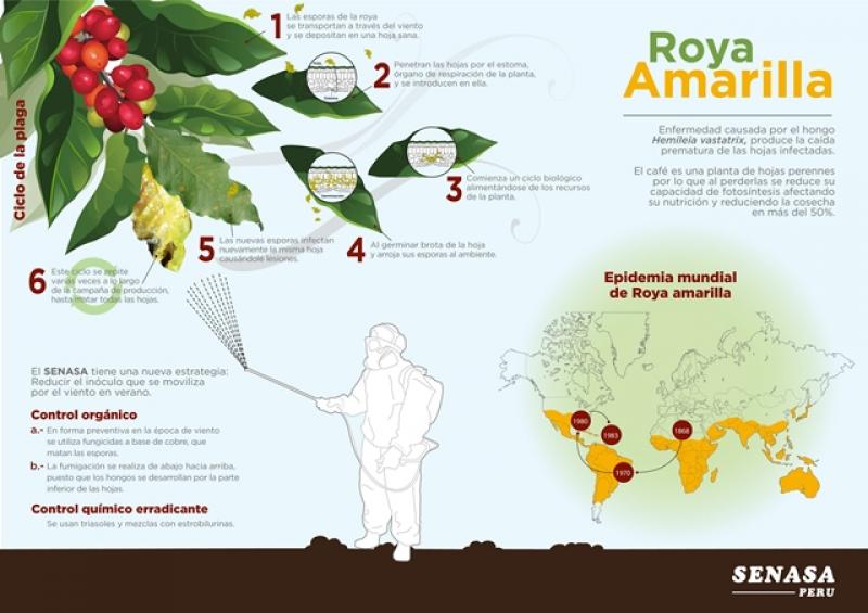 Senasa benefició más de 55 mil cafetaleros con un eficiente manejo de plagas