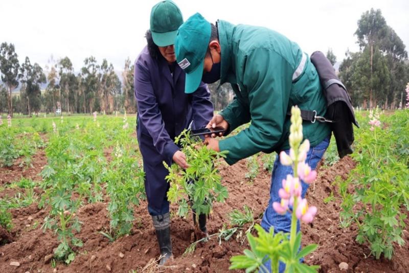 Senasa brinda atención a agricultores por plaga que afecta a los cultivos de papa