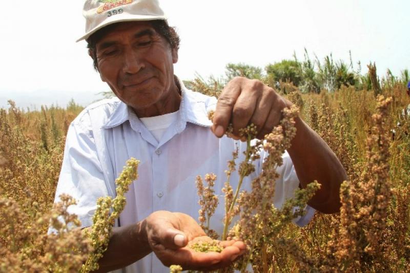 SENASA BUSCA NUEVAS TOLERANCIAS DE PLAGUICIDAS QUE FACILITEN EXPORTACIÓN DE QUINUA PERUANA