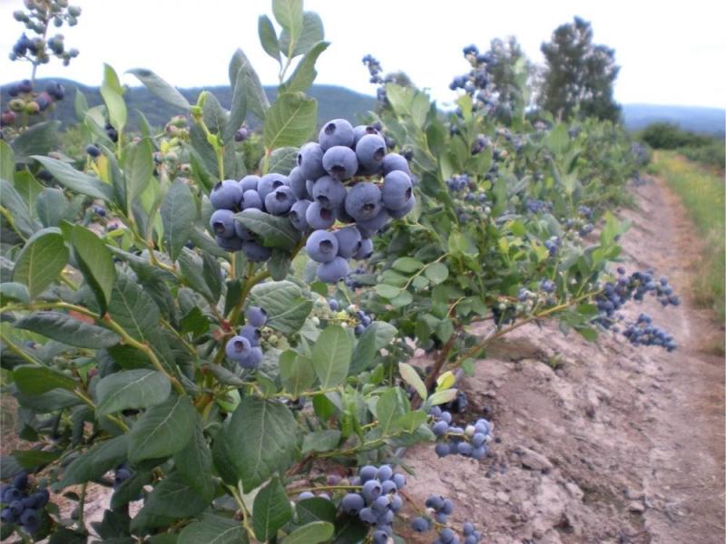 Senasa certificó 16.535 hectáreas de arándanos en nuestro país durante 2021