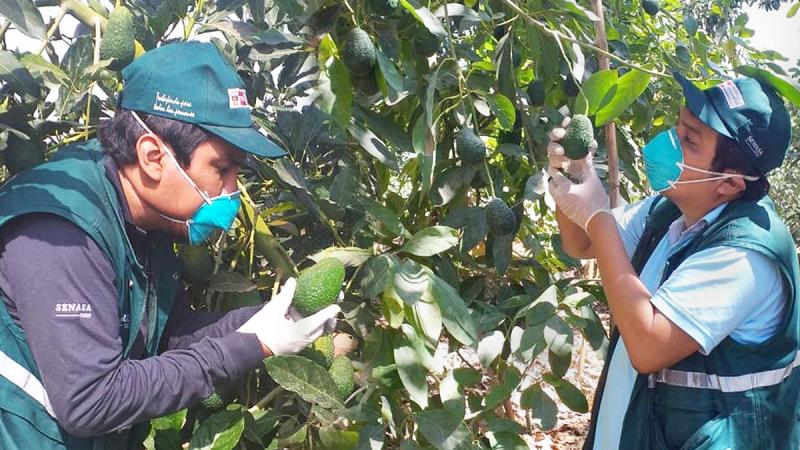 Senasa certificó 3.872 hectáreas de palta de exportación en Ica