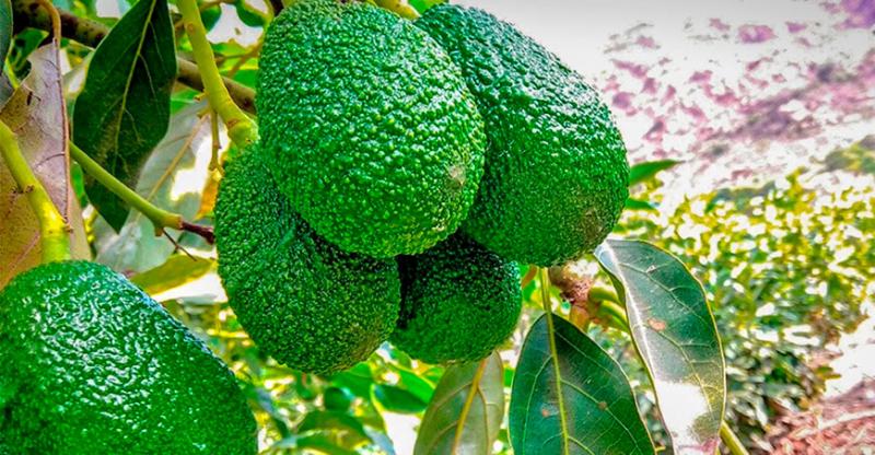 Senasa certificó 8.800 toneladas de palta Hass en Huancavelica