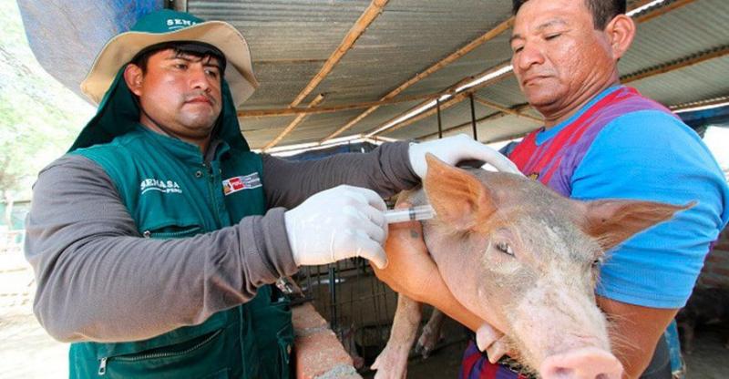 Senasa declara 13 regiones del país como zonas libres de peste porcina clásica