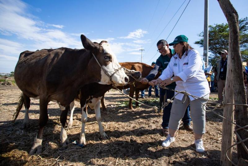 Senasa desarrolla jornada sanitaria en beneficio de ganadería familiar de Lambayeque