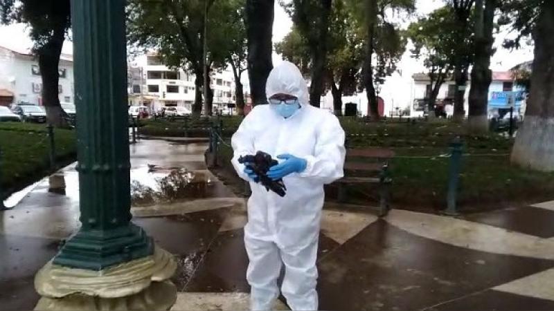 Senasa descarta muerte de palomas por influenza aviar