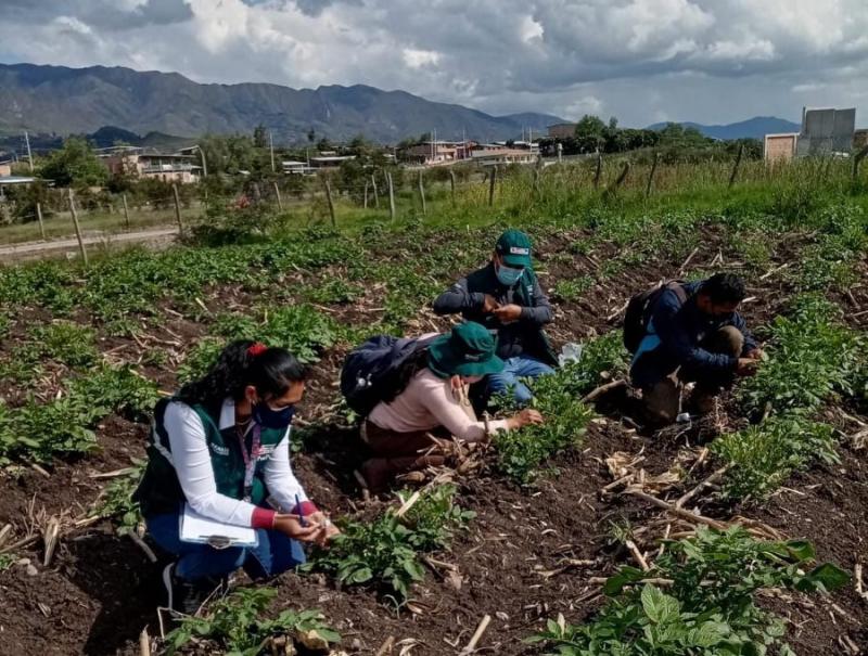 Senasa descarta presencia de la plaga de la papa ‘Zebra chip’ en Perú