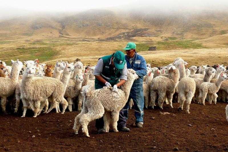 Senasa desparasitará a 3.500 alpacas