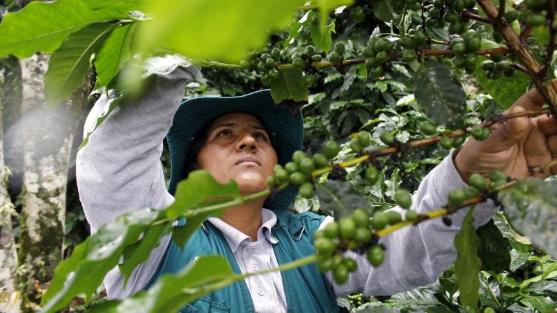 Senasa dispone acciones inmediatas para contener plaga Xylella fastidiosa