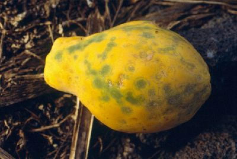 SENASA E INIA PRUEBAN HÍBRIDO DE PAPAYA CONTRA ¨MANCHA ANILLADA¨