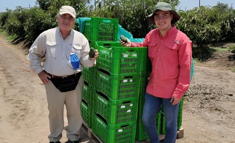 Senasa está trabajando para que se apruebe el ingreso de palta Maluma de Perú a Estados Unidos