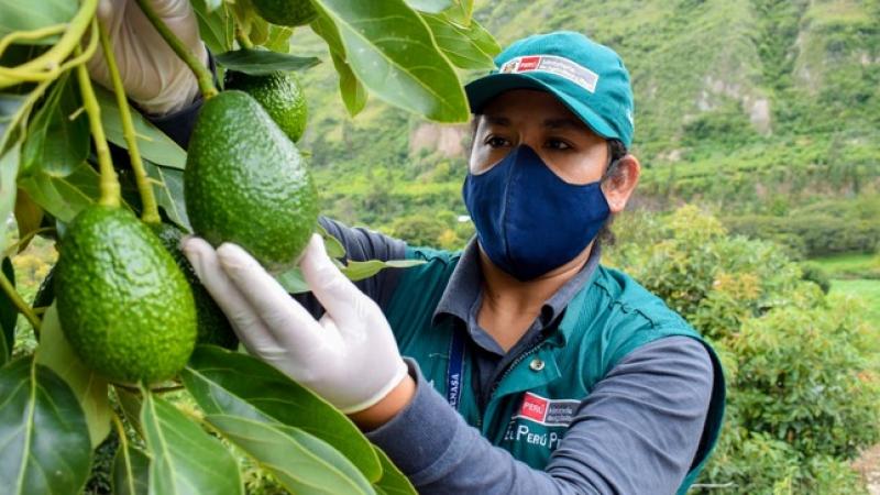 Senasa: Exportaciones de palta crecieron un 30% durante la campaña 2021