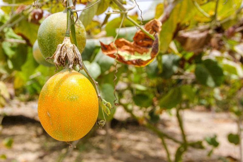 Senasa gestiona el acceso de granadilla peruana a nuevos mercados internacionales