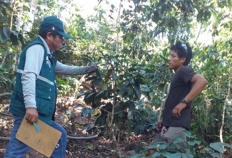 Senasa implementan medidas en resguardo de la producción cafetalera del país