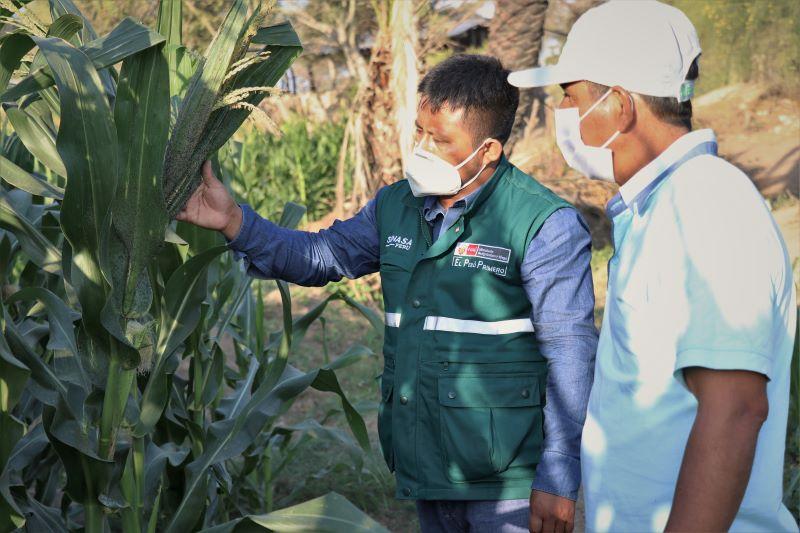 Senasa instalará 70 Escuelas de Campo de Agricultores en Lambayeque este año