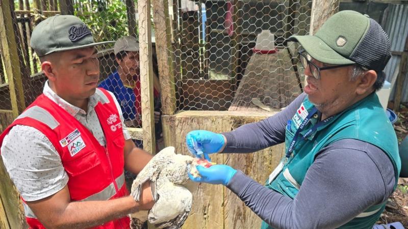 Senasa protege la producción agraria en zonas alejadas de la Amazonía