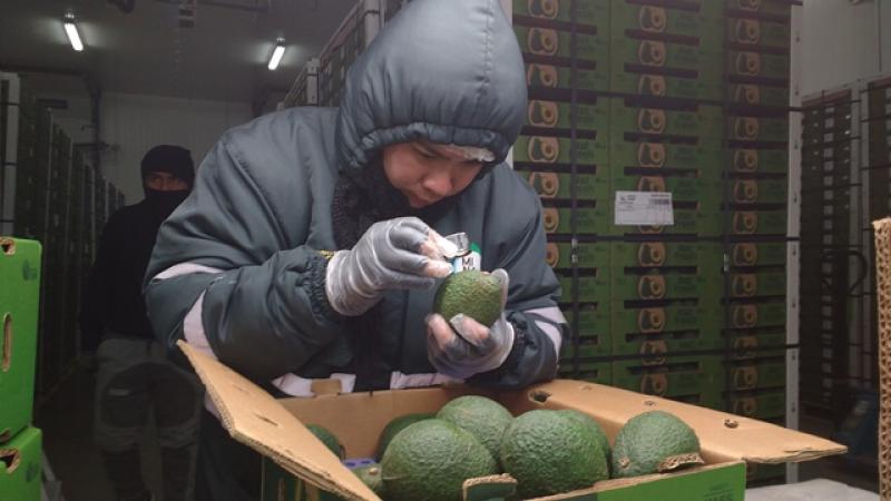 Senasa reconoce a empacadoras de palta con bajo riesgo fitosanitario