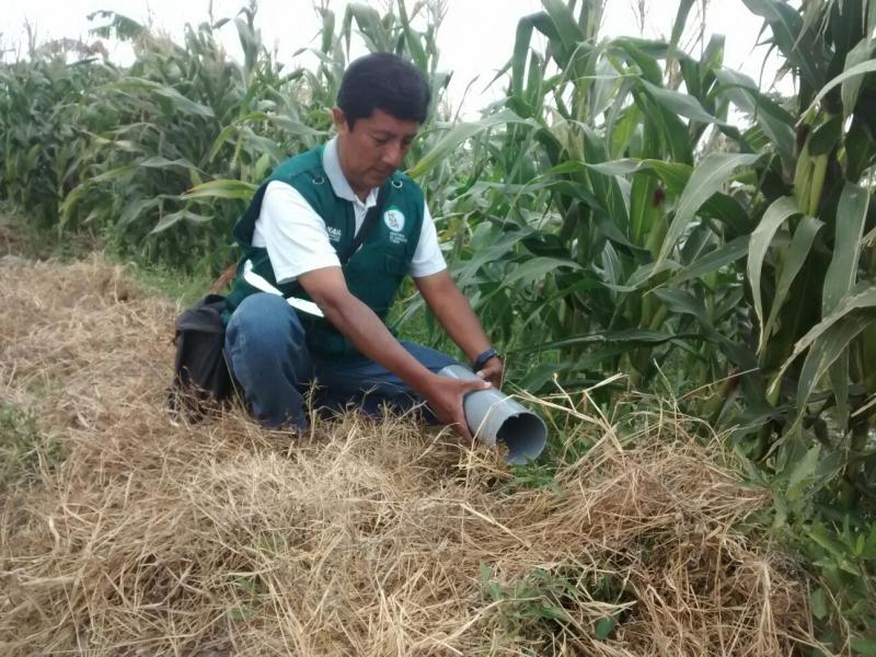 SENASA REDUCE ÍNDICE DE INFESTACIÓN DE ROEDORES EN CARAVELÍ