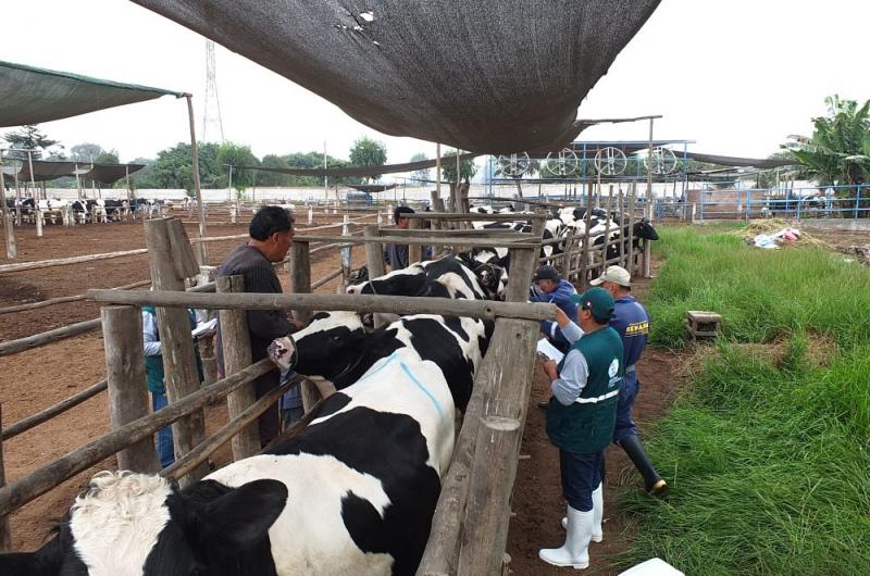 Senasa refuerza acciones de prevención y control de Tuberculosis y Brucelosis bovina