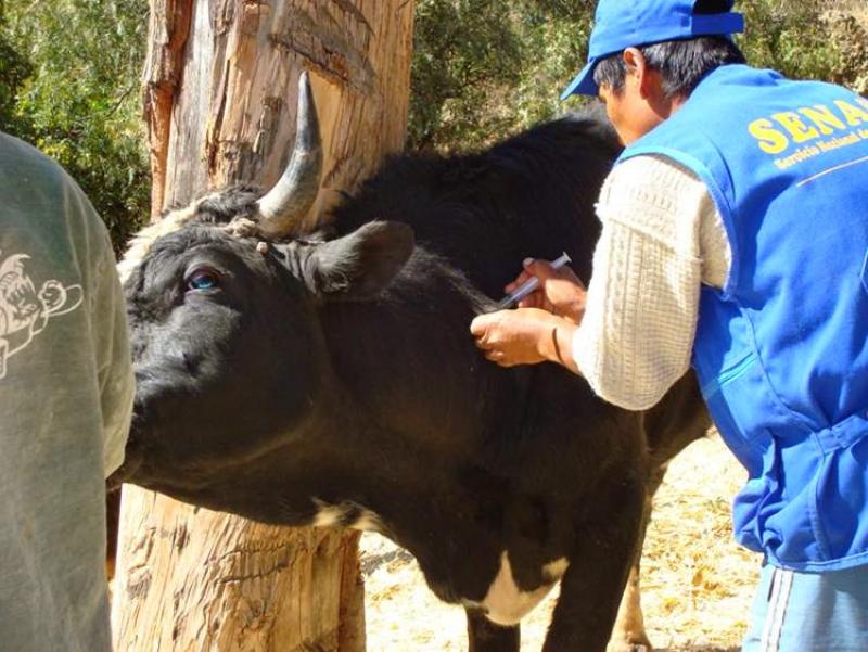 SENASA REFUERZA EL CONTROL DE LA BRUCELOSIS BOVINA