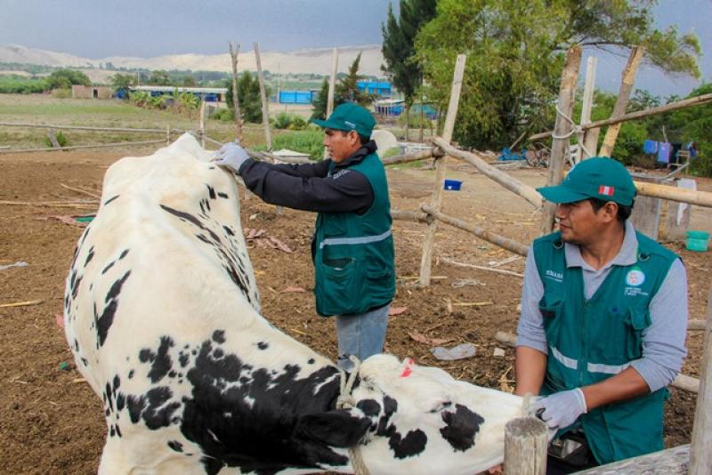 Senasa vacunó más de 11 mil animales contra el ántrax