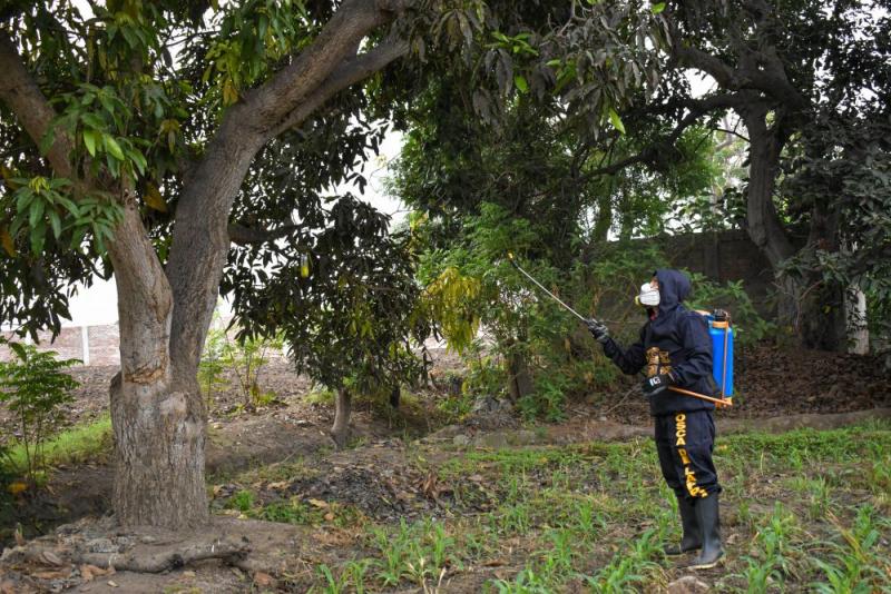 Senasa y gobiernos locales trabajan por erradicar la mosca de la fruta en valles de La Libertad