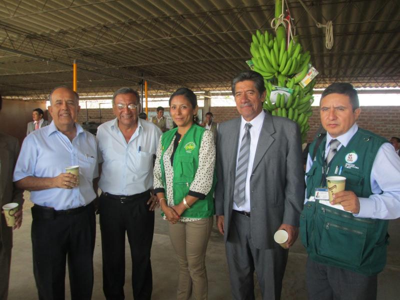 SENASA Y GORE PIURA MEJORARÁN CADENA PRODUCTIVA DE BANANO ORGÁNICO