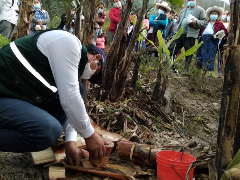 Senasa y municipalidad de Chalamarca unen esfuerzos con pequeños productores de Chota para erradicar mosca de la fruta