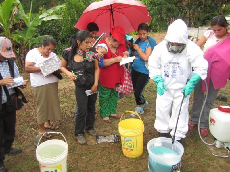 SENASA Y PRODUCTORES CAFETALEROS DE SELVA CENTRAL CONTROLAN BROCA DEL CAFÉ 