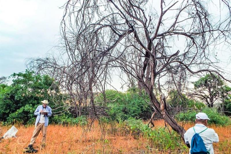 Serfor aprueba reglas el aprovechamiento forestal maderable en bosques secos