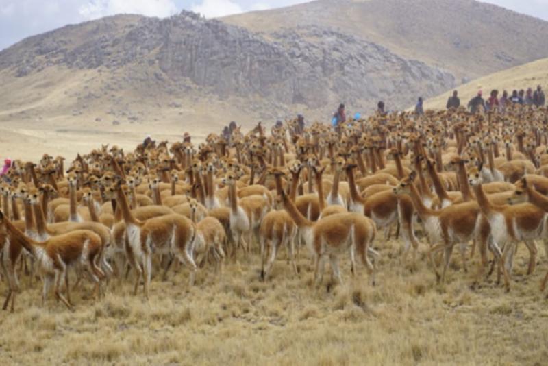 Serfor autorizó 102 declaraciones de manejo de vicuñas en los últimos seis años