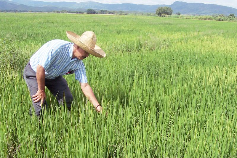 “Siembra de arroz en campaña grande en Piura comienza en enero y febrero porque ahí se presenta el  periodo lluvioso actualmente”