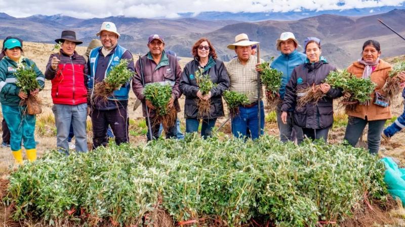 Siembran más de 200 mil quenuales para recuperar las cabeceras de cuenca en Áncash