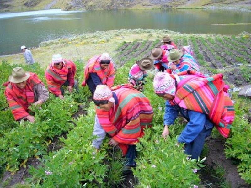 SIERRA EXPORTADORA DEBE FORMAR PARTE DEL MINAG