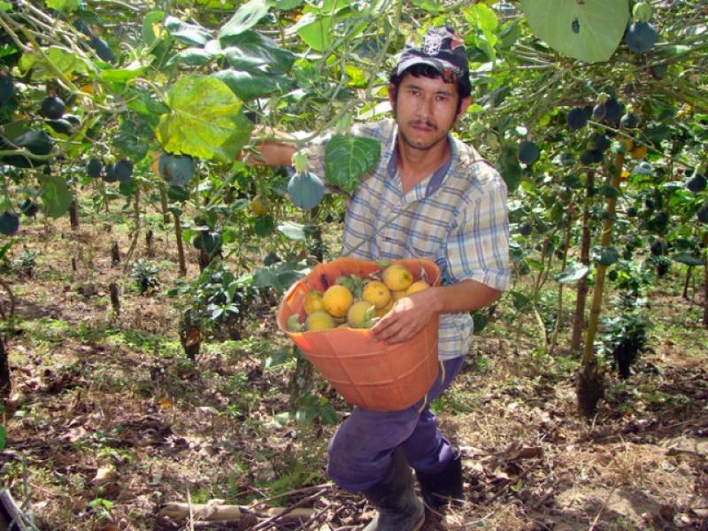 SIERRA EXPORTADORA PROMOVIÓ VENTAS DE GRANADILLA POR MÁS DE S/ 1 MILLÓN EL 2015